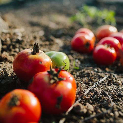 传统花园的番茄